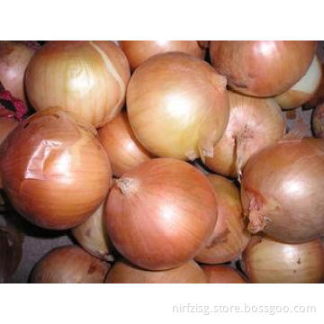 Professional Yellow Fresh Onion Large 90mm With ISO , HACCP